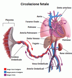 Illustrazione della circolazione sanguigna fetale: scambio di gas tra feto e mamma