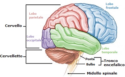 anatomia-del-cervello