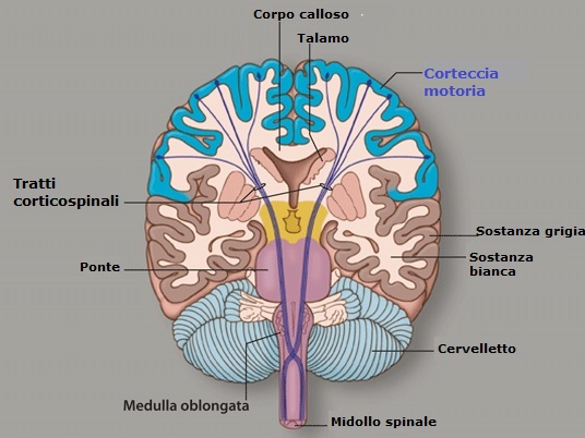 tratto-corticospinale