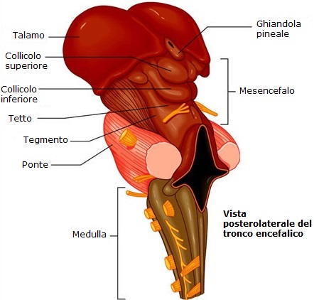 tronco cencefalico