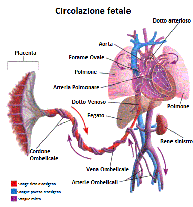 Circolazione-fetale