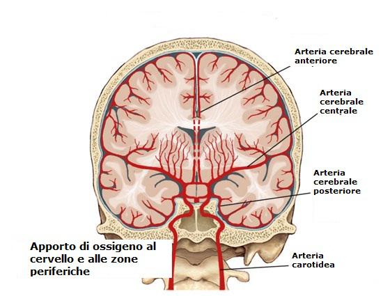 Apporto-di-sangue-al-cervello-e-zone-periferiche