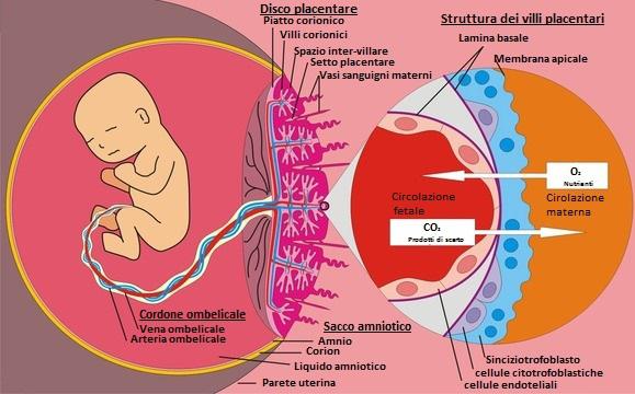 circolazione-feto-materna