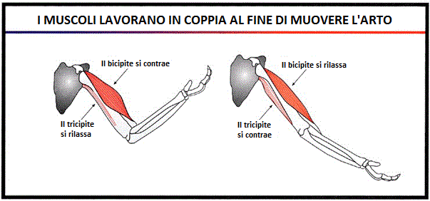 come-lavorano-i-muscoli